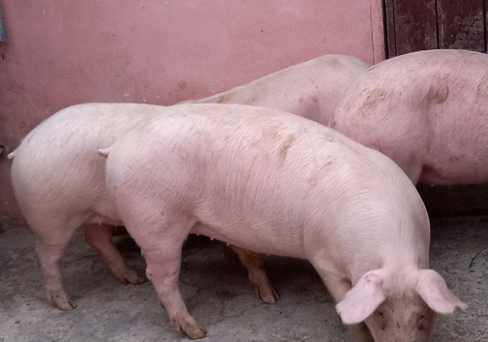 porci rasa pick de carne