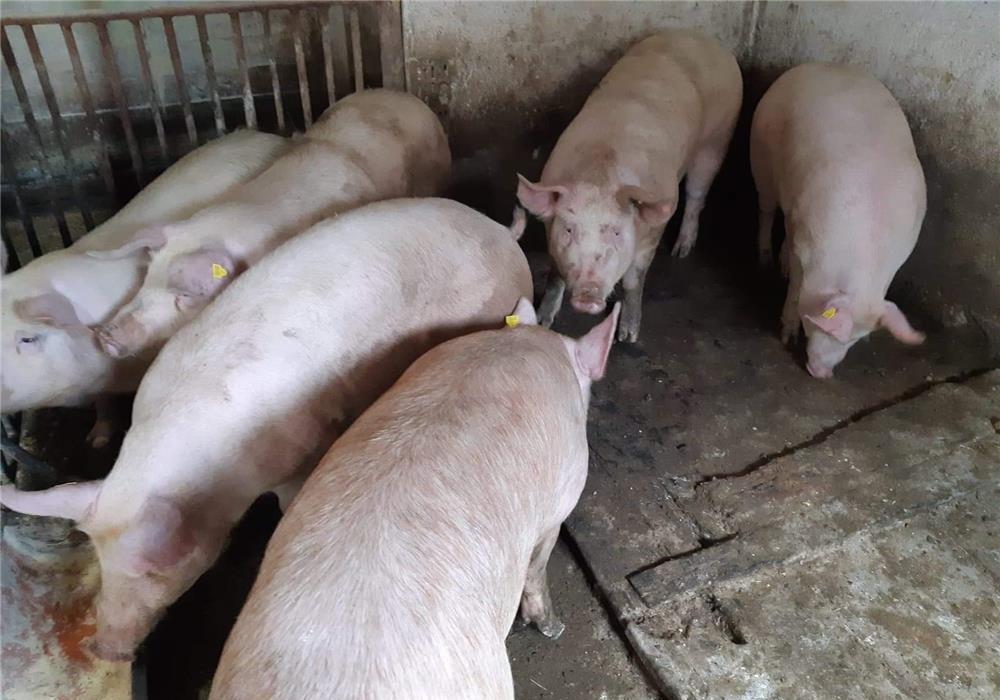 Porci Rasă PiK