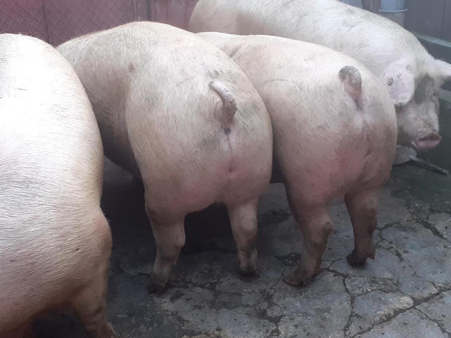 porci rasa pik si mixta