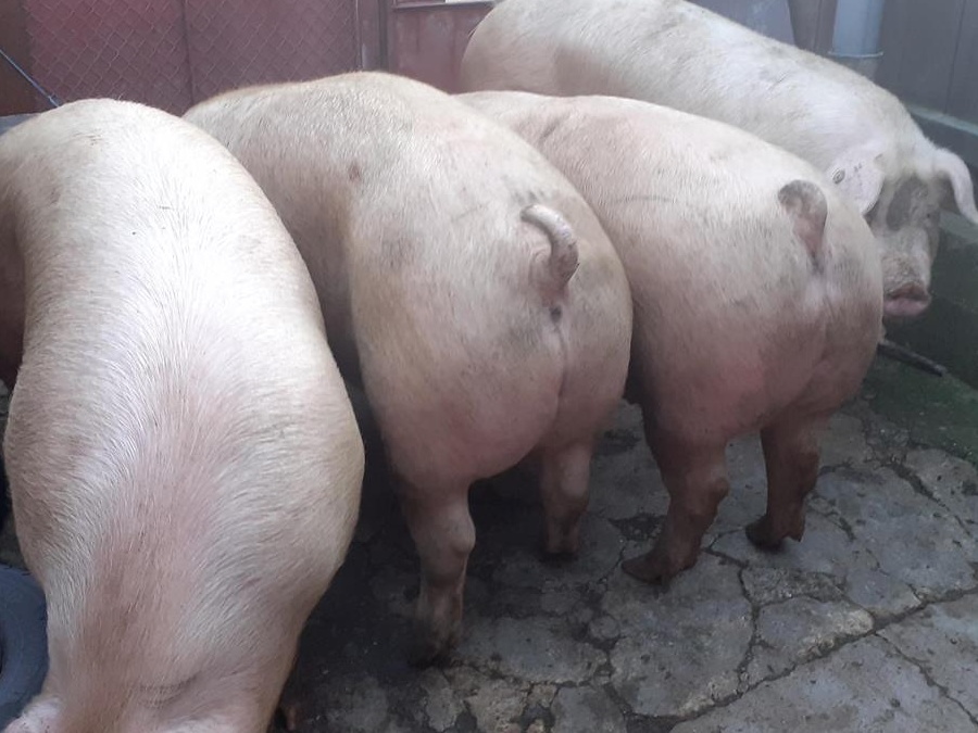 porci rasa pik si mixta
