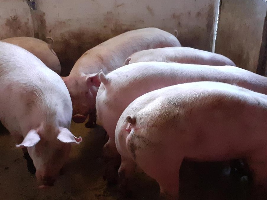 porci rasa pik si mixta