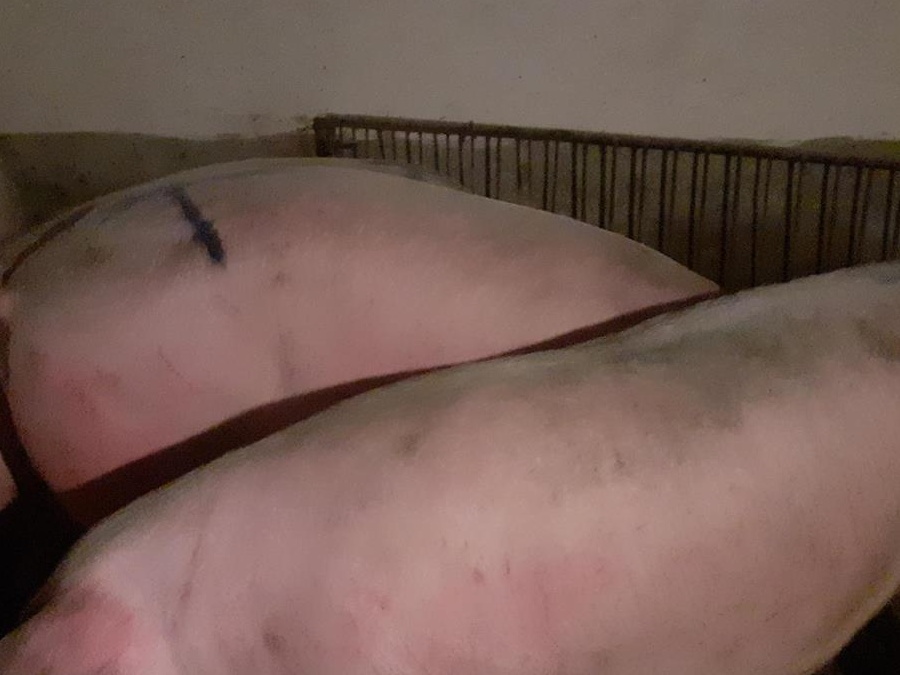 porci rasa pik si mixta