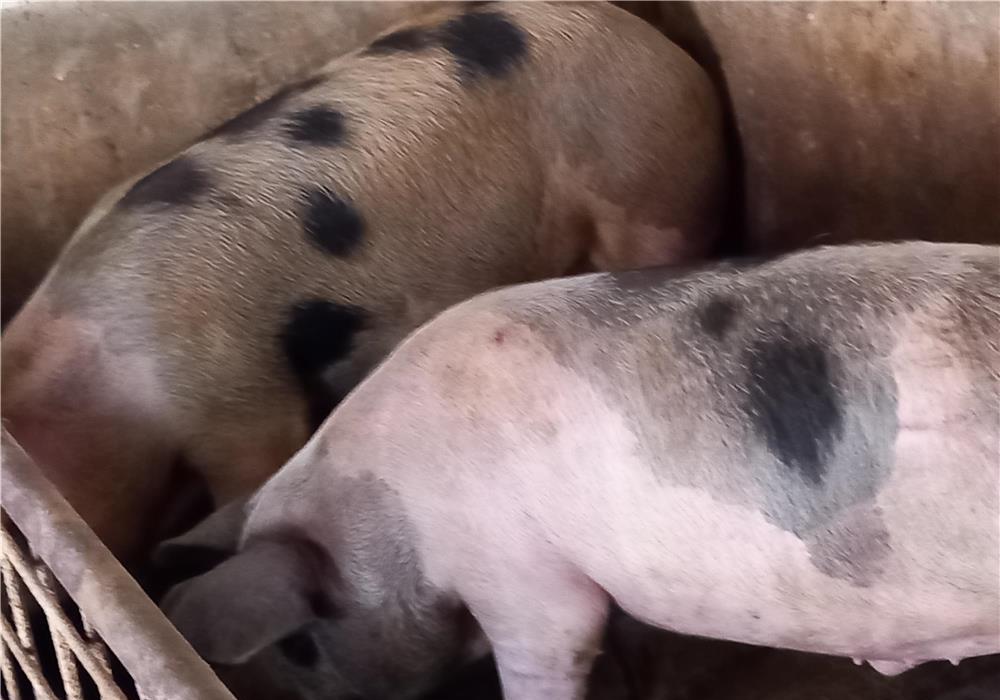 porci rasa pik si rasa mixta