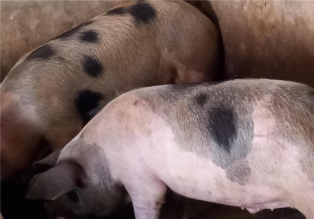 porci rasa pik si rasa mixta
