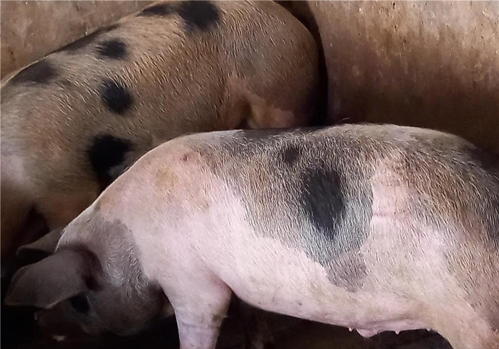 porci rasa pik si rasa mixta