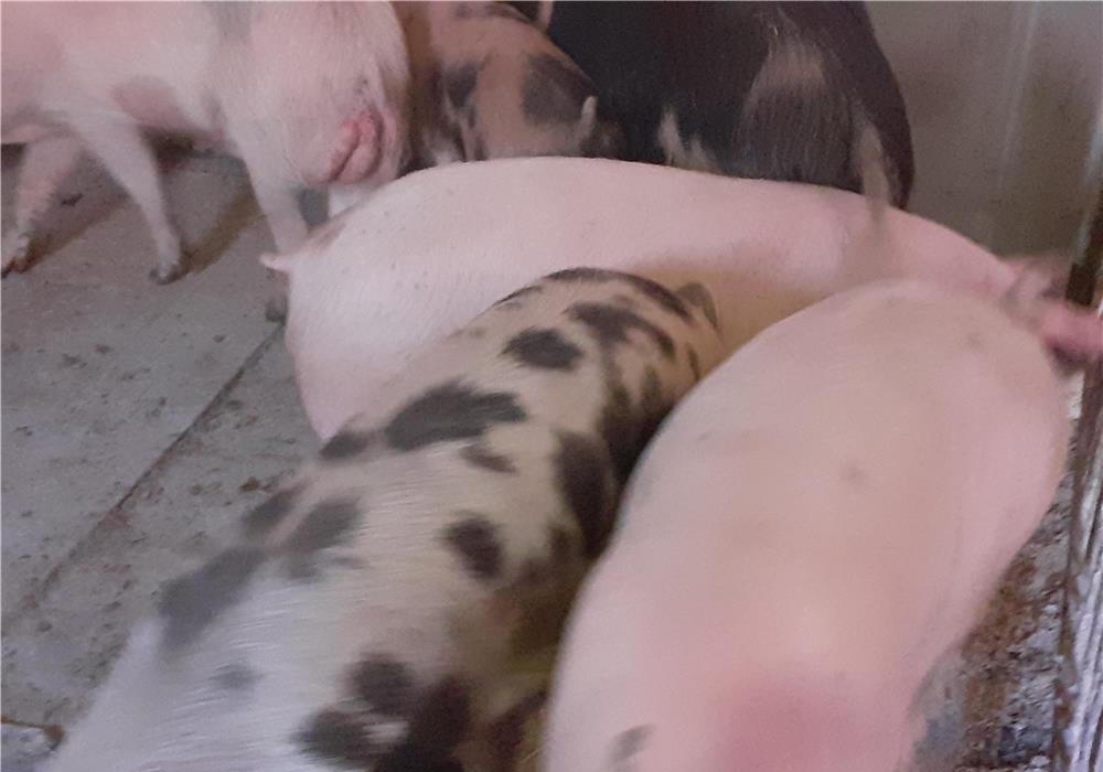 porci rasa pik si rasa mixta