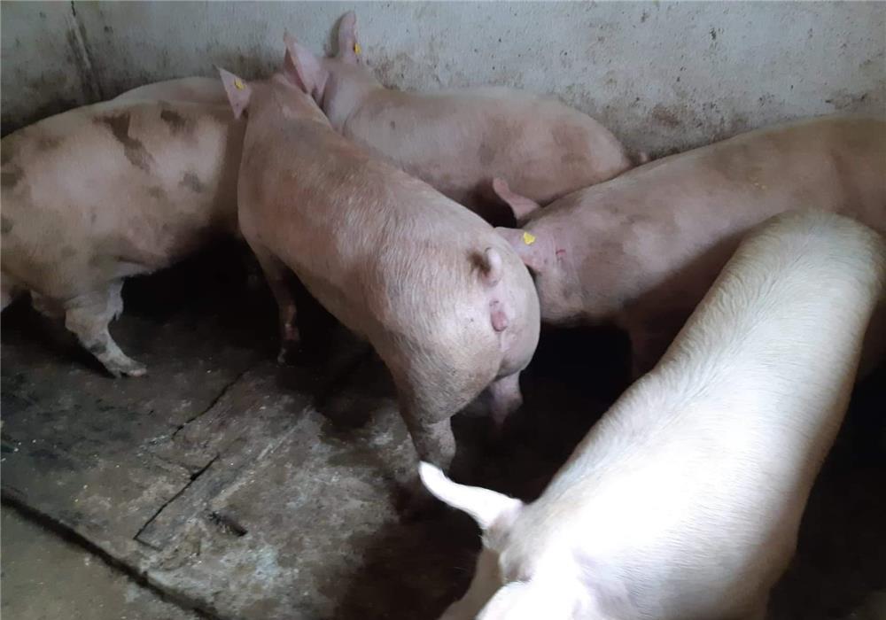 porci rasa pikk