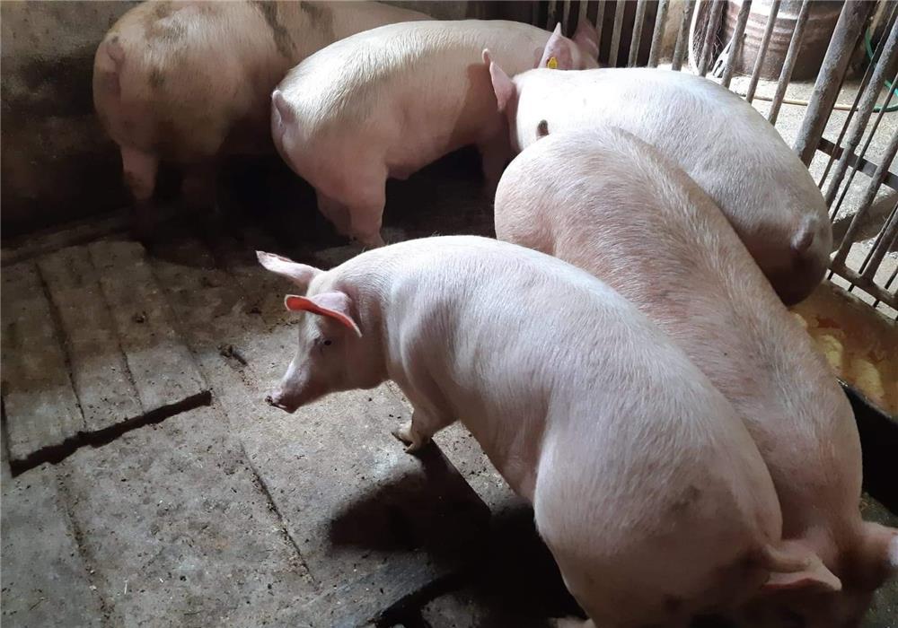 porci rasa pikk