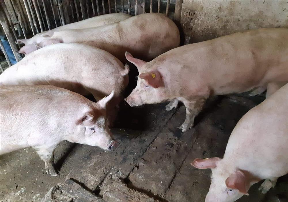 porci rasa pikk