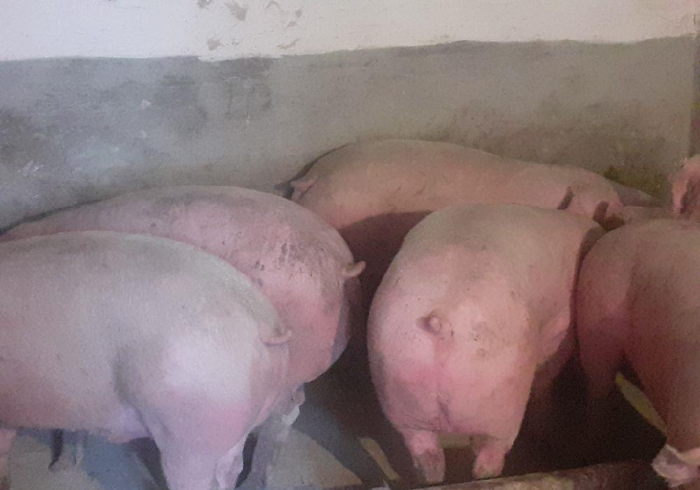 porci rasa pikk