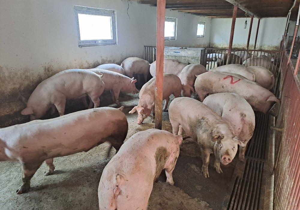 Porci si Purcei