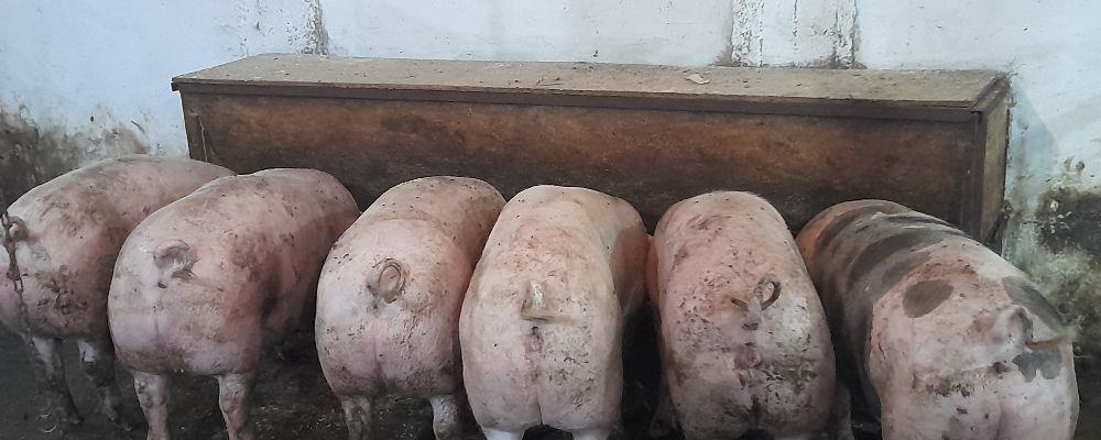 porci si purcei