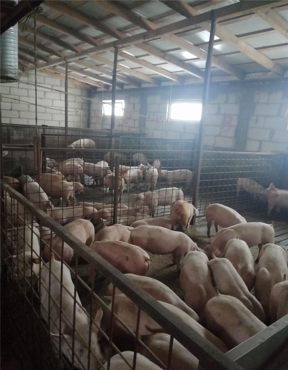 Porci  și purcei de carne
