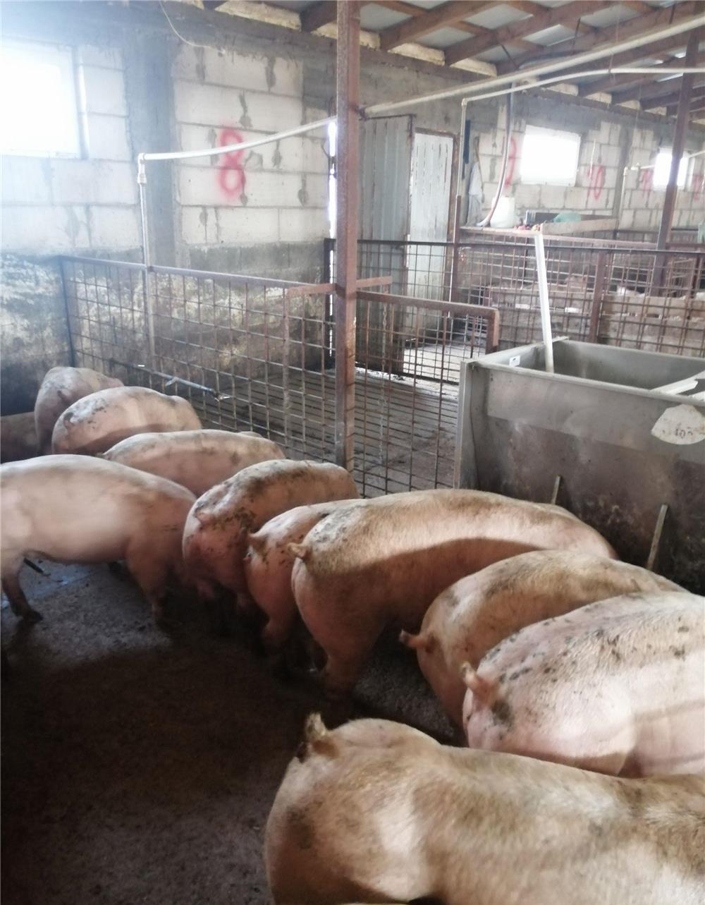Porci  și purcei de carne