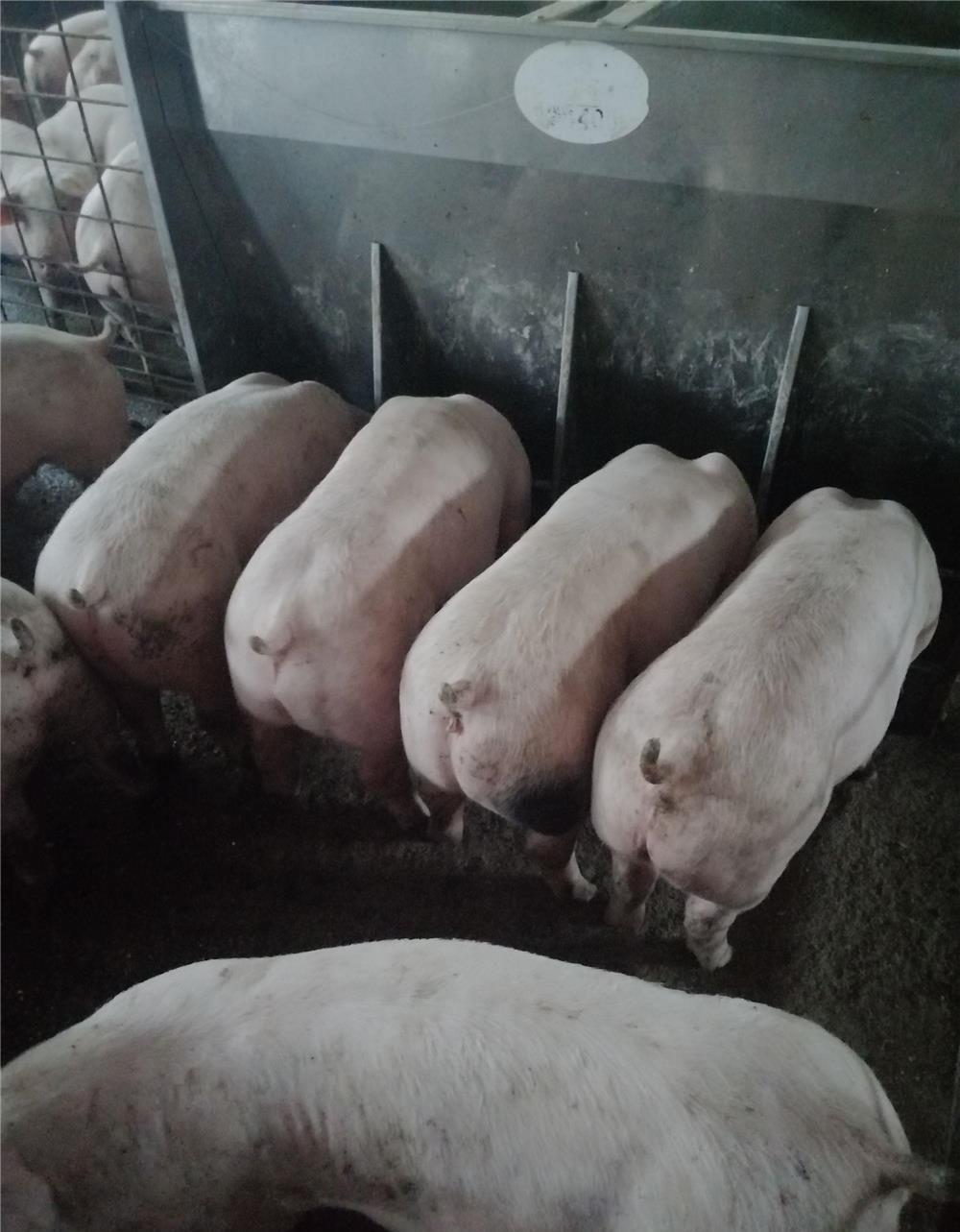 Porci  și purcei de carne