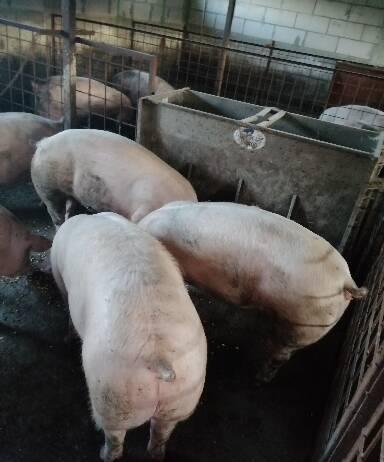 Porci  și purcei de carne