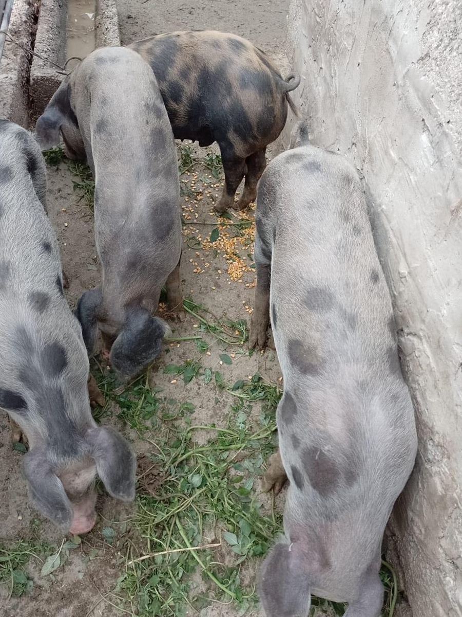 Porci si purcei de vanzare