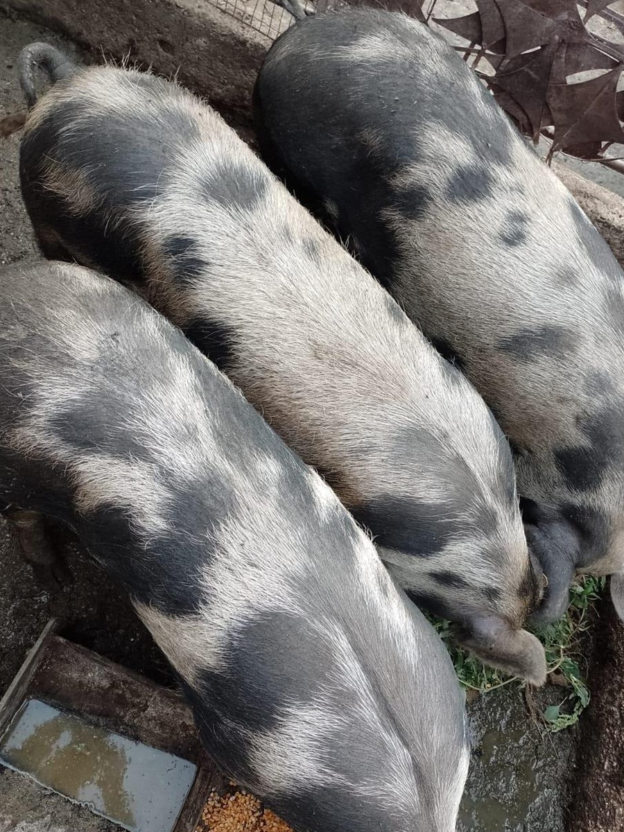 Porci si purcei de vanzare