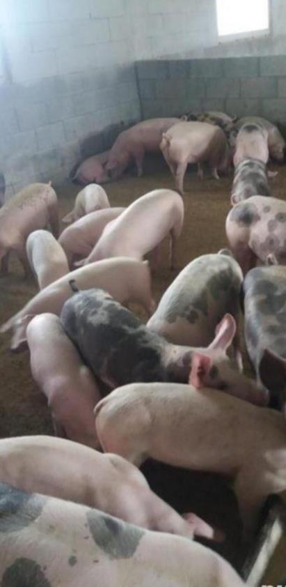 Porci și purcei de vanzare