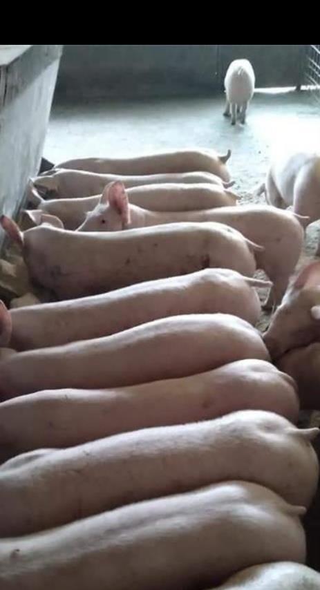 Porci și purcei de vanzare