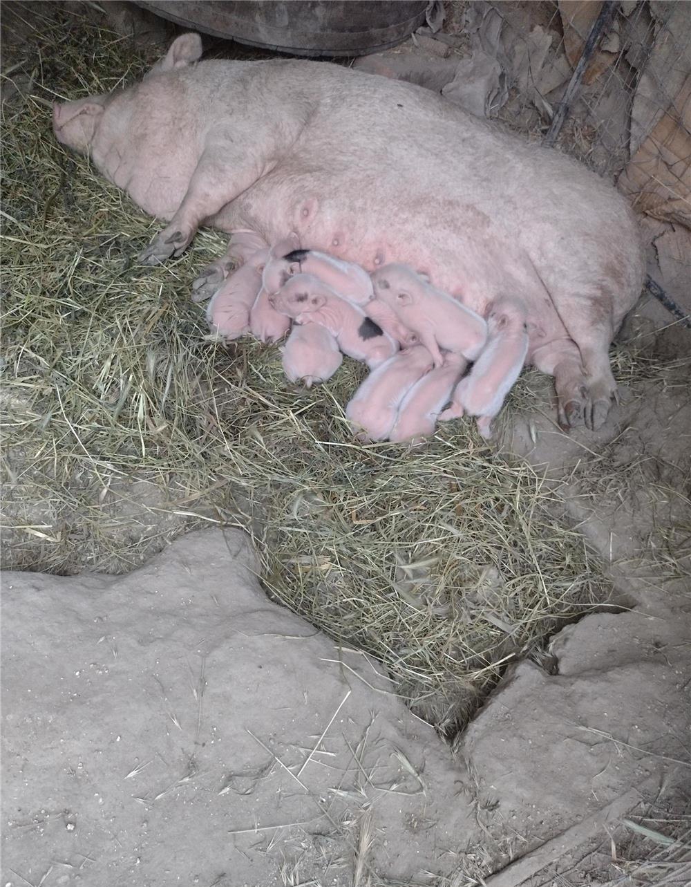 Porci vietnamezi  vând scroafă cu purcei și un vier, Rasă pură porci crescuți în gospodărie, cu cere