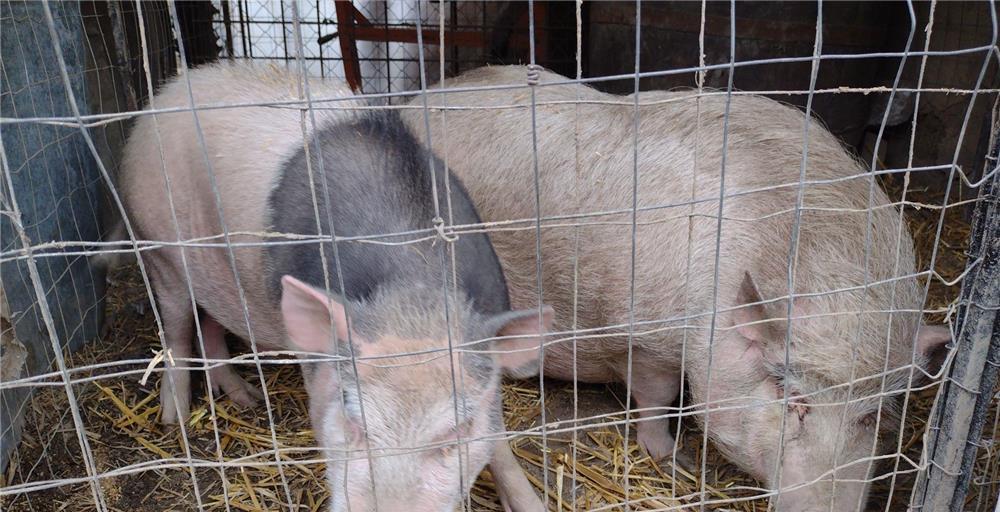 Porci vietnamezi  vând scroafă cu purcei și un vier, Rasă pură porci crescuți în gospodărie, cu cere