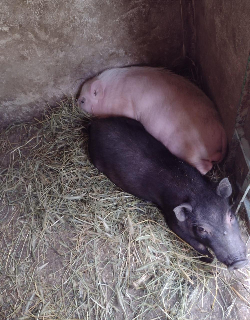 Porci vietnamezi  vând scroafă cu purcei și un vier, Rasă pură porci crescuți în gospodărie, cu cere
