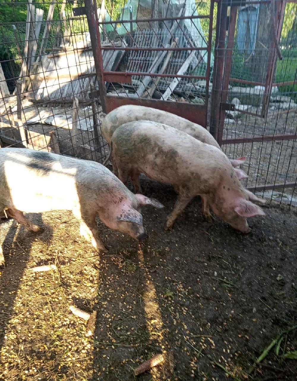 Porcii cu greutatea de 80-100 kg