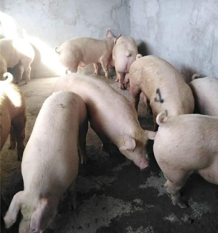 porcii de carne