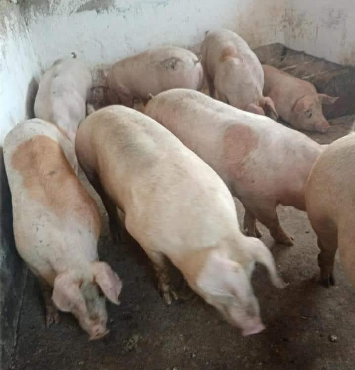 porcii de carne