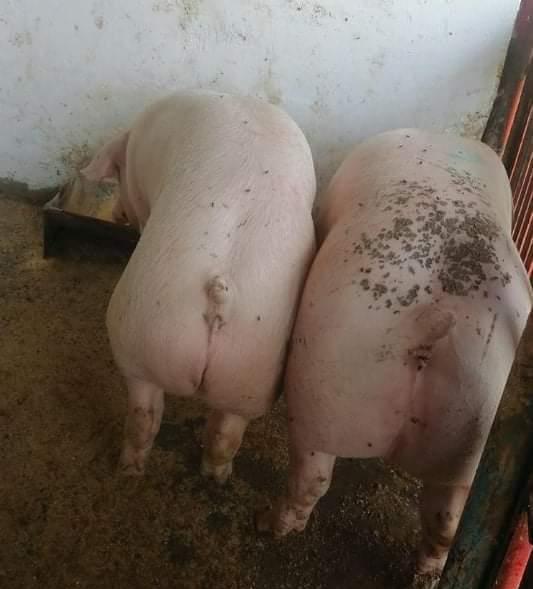porcii de carne