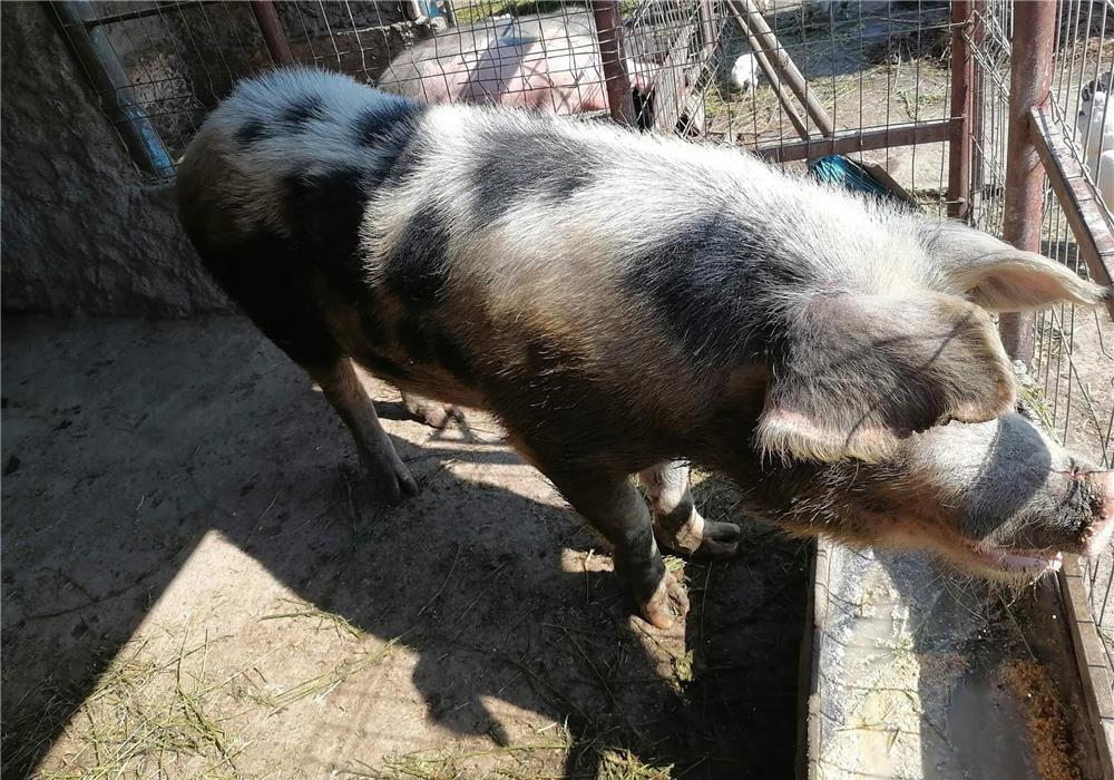 Porcii de vânzare