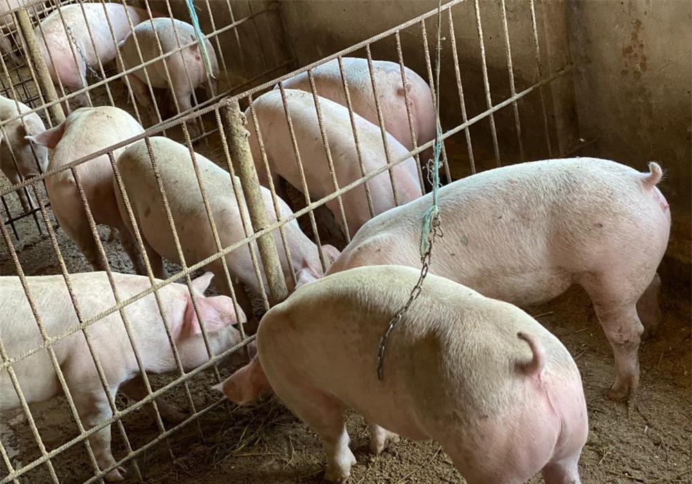 Porci,scrofite și vieruși 60-75 de kg.