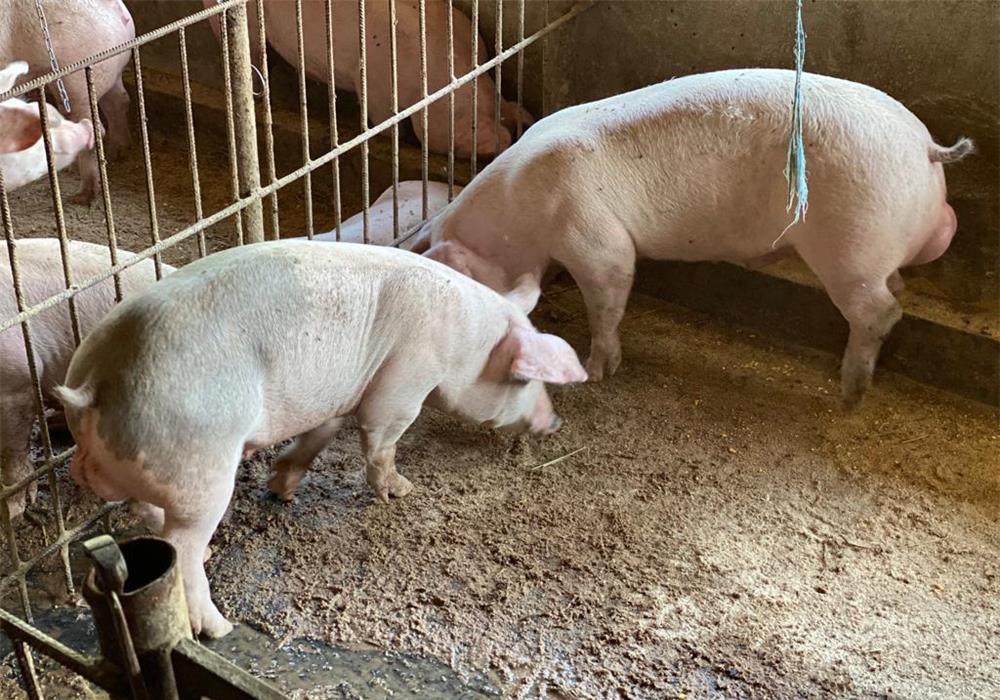 Porci,scrofite și vieruși 60-75 de kg.