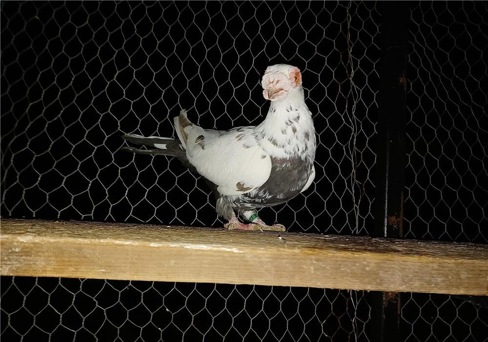 Porumbei carunculat