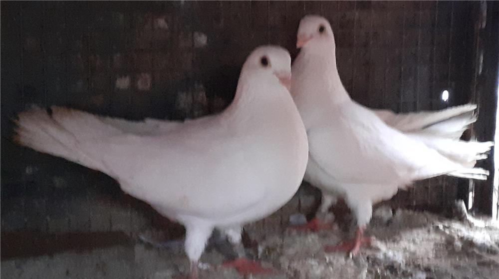Porumbei galateni pana simpla . Alb .