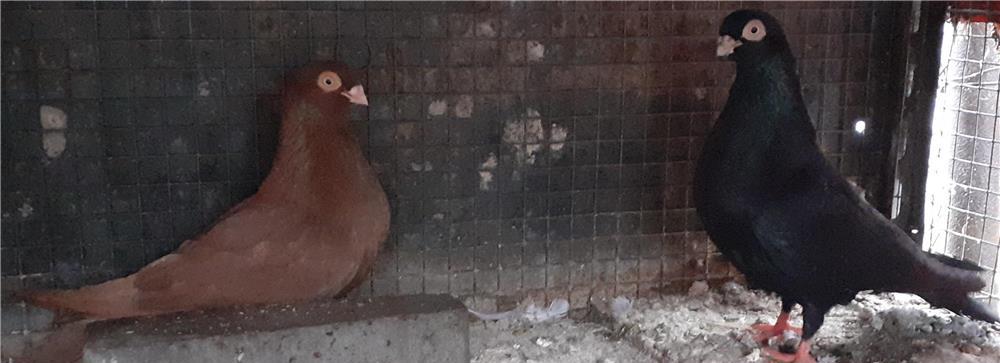 Porumbei galateni pana simpla .Rosu-Negru .