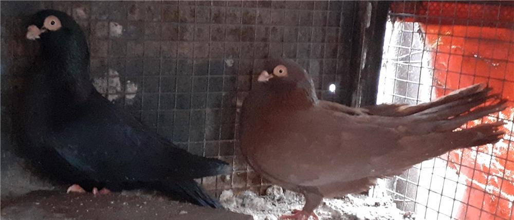Porumbei galateni pana simpla .Rosu-Negru .