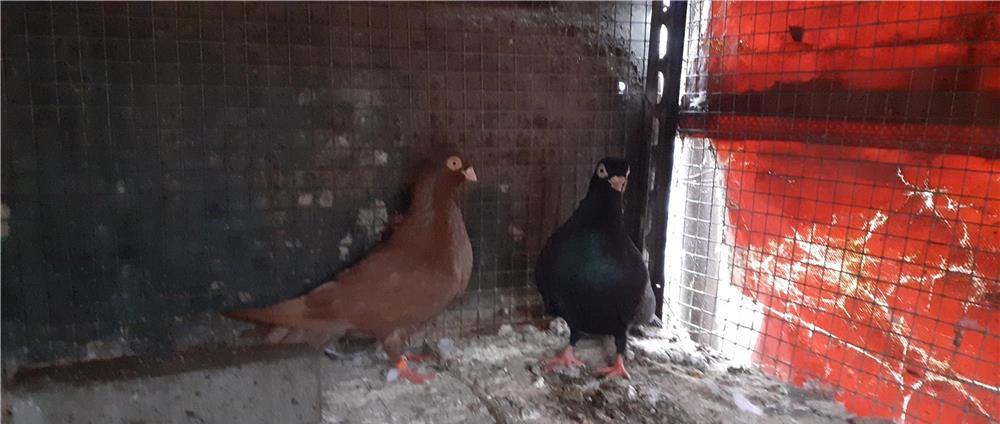 Porumbei galateni pana simpla .Rosu-Negru .