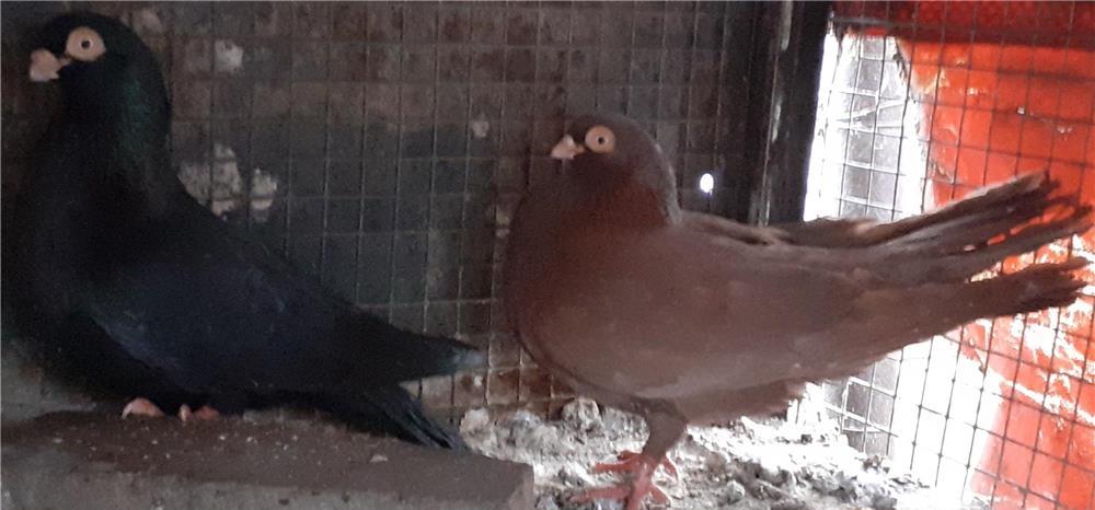 Porumbei galateni pana simpla .Rosu-Negru .