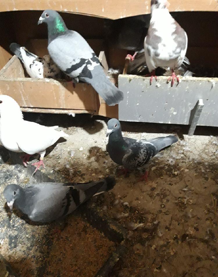 porumbeii voiajori