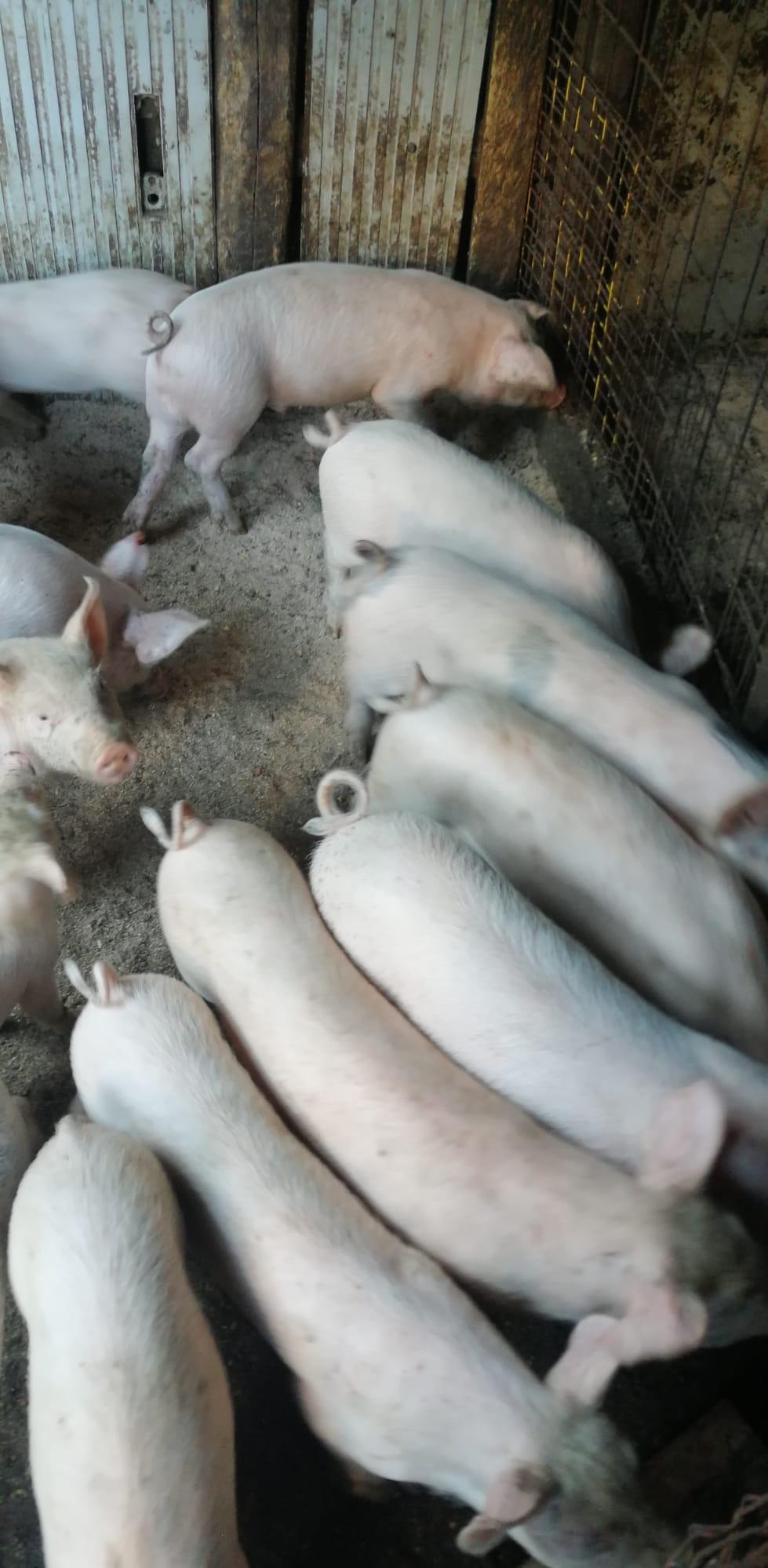 pret bucata purcei de carne greutate 20 ,30 ,35 kg bucata sint rasa pura,pic si marele alb.