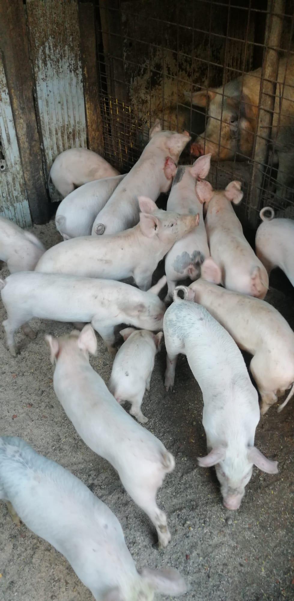 pret bucata purcei de carne greutate 20 ,30 ,35 kg bucata sint rasa pura,pic si marele alb.