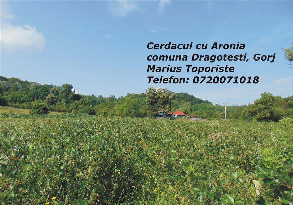 Produse din Aronia Bio: Tinctura, Otet, Dulceata si Sirop - Plantatie jud. Gorj