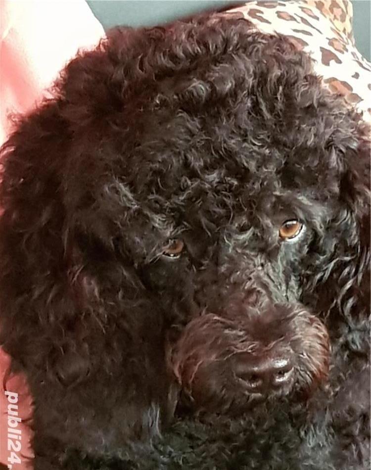 pudel