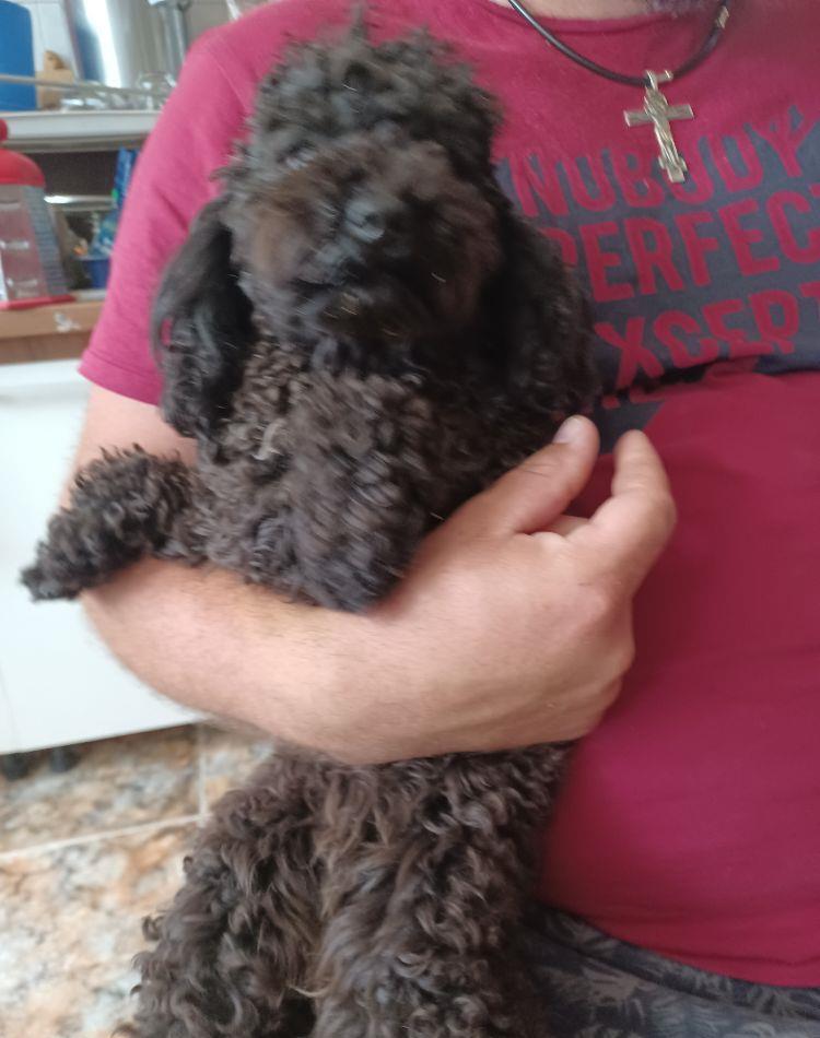 Pudel( caniche)