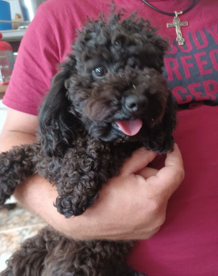 Pudel( caniche)