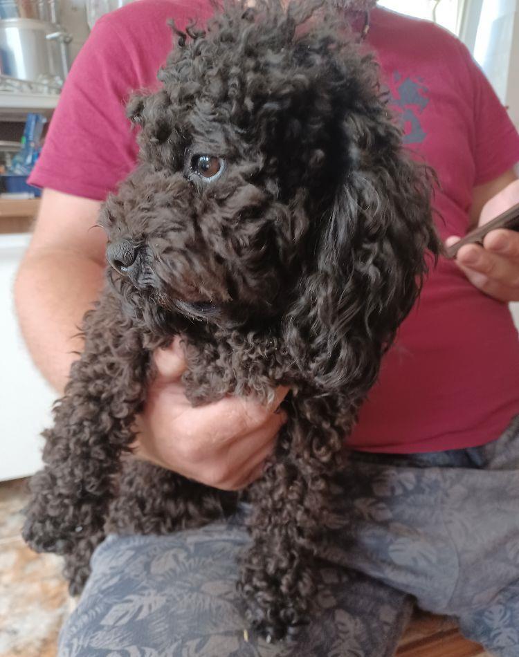 Pudel( caniche)
