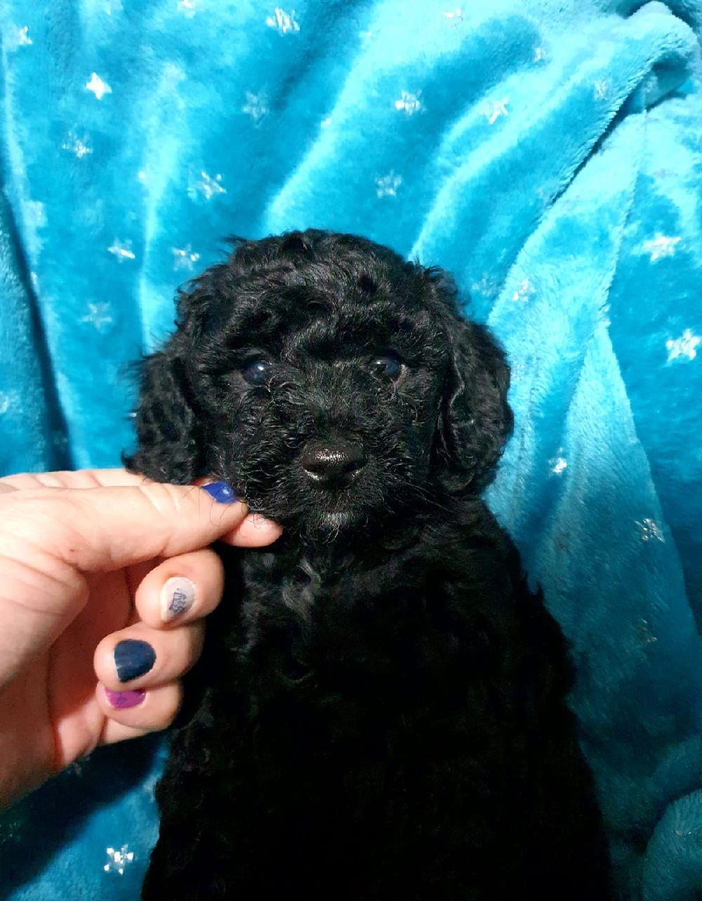 Pudel( caniche)