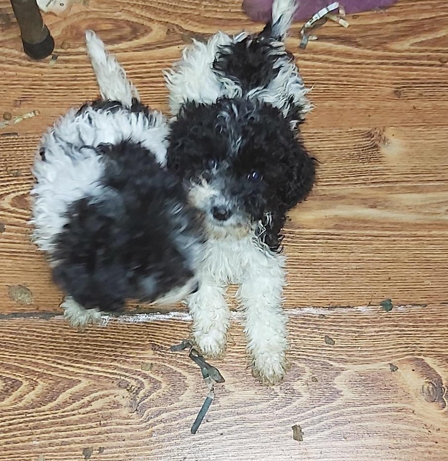 pudel caniche pitic